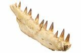Mosasaur (Prognathodon) Jaw with Ten Teeth - Morocco #259678-8